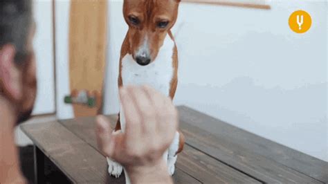 High Five Dog Gif