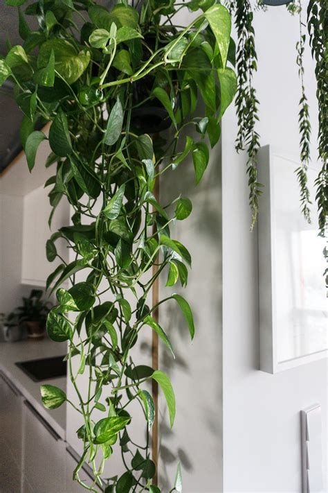 Top Notch Pothos In Hanging Basket Diy Indoor Succulent Wall Planter