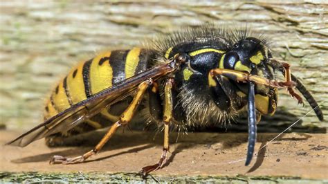 Queen Wasp More Signs Of Spring A Queen Wasp Scraping Tim Flickr