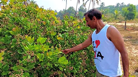 कज क पड दख गव म Cashew Nuts Tree Goa YouTube