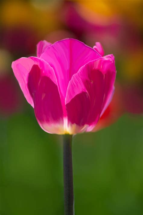 Purple Tulip Ii Photograph By Joan Han Fine Art America