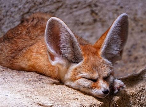 Renard Du Désert Fennec Fox Zoo Photo Gratuite Sur Pixabay Pixabay