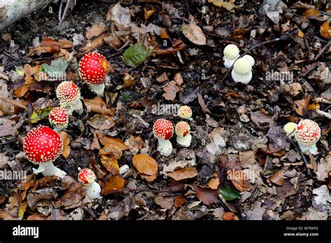 Group Of Fly Agaric Fungi Amanita Muscaria Growing On Forest Floor