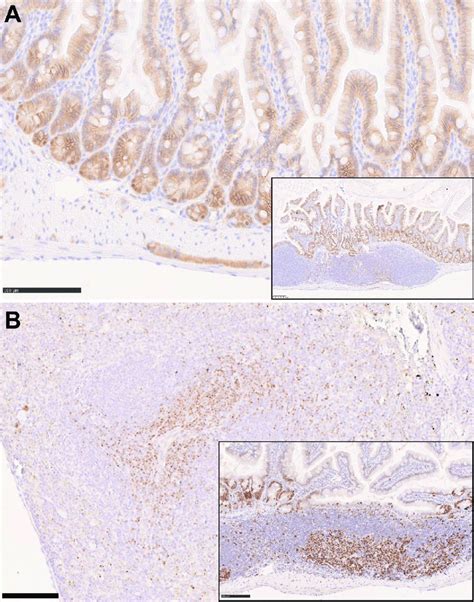 Immunostaining Of C57bl 6n Mouse Formalin Fixed Paraffin Embedded