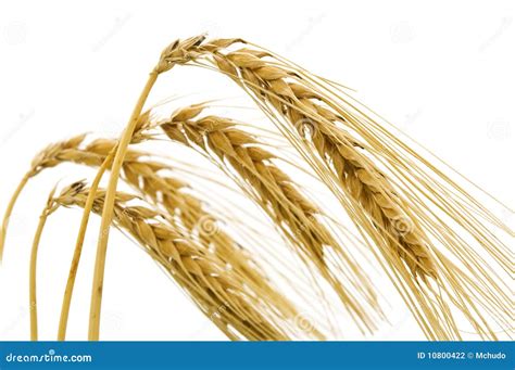 Ear Of Wheat Stock Photography Image 10800422