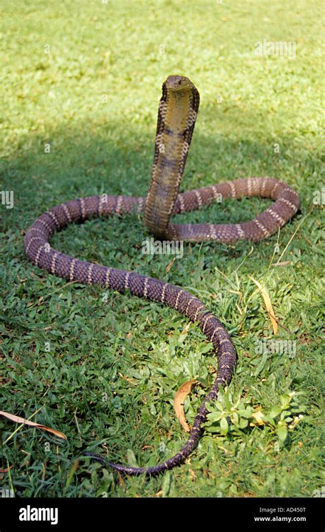 King Cobra Ophiophagus Hannah Venomous Rare Largest Venomous Snake