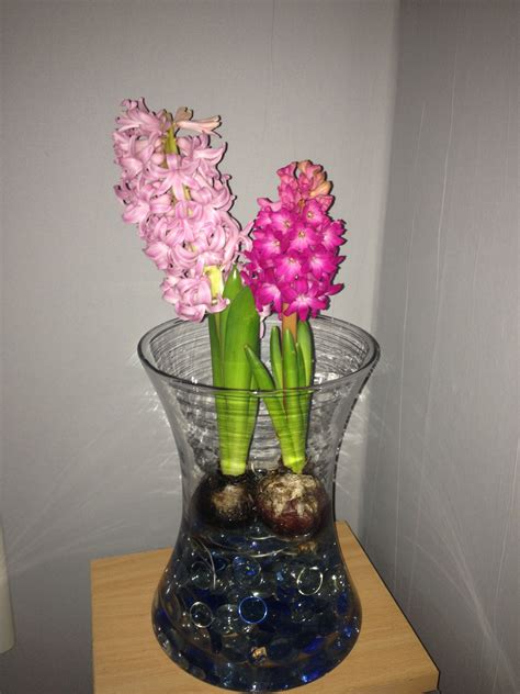 Hyacinth bulbs grown in a vase with glass beads and water. Brighten up ...