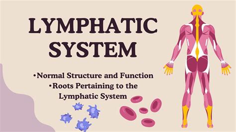 Lymphatic System Normal Structure And Function And Roots Pertaining To The Lymphatic System Youtube