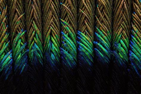 Incredible Macro Photography of Peacock Feathers by Can Tunçer