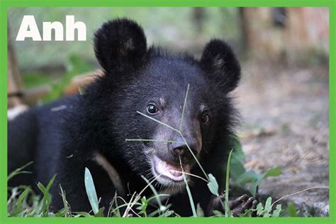 BREAKING NEWS: Two moon bear cubs rescued in time for Moon Bear Day!