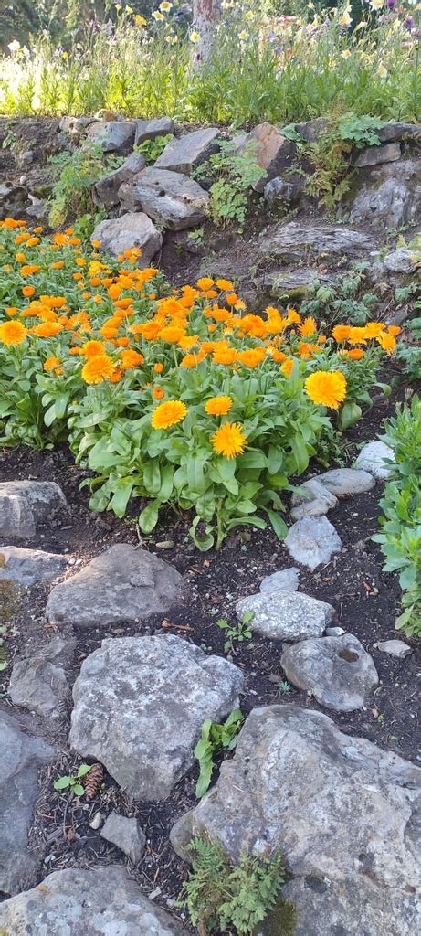 Pot Marigold From Cascade Of Time Garden By Yughista Leaves Are