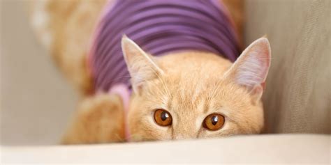 reasons cats throw up 1