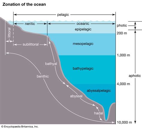 Abyssalpelagic zone | oceanography | Britannica