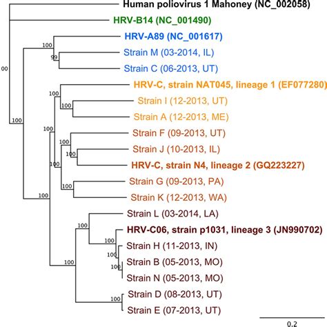 Unbiased Detection Of Respiratory Viruses By Use Of RNA Sequencing