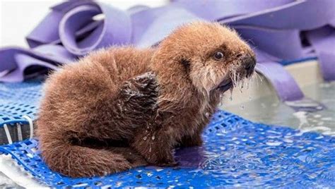 Orphaned Baby Sea Otter Gets A New Chicago Home | IFLScience