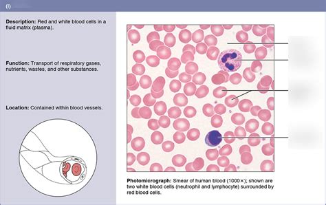 Blood tissue Diagram | Quizlet