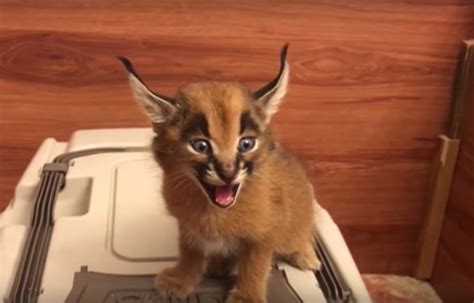 Baby Caracal asks for some food (turn your sound on!) / Boing Boing