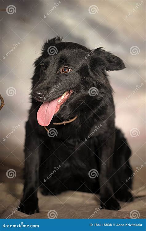 Perro De Mongrel Negro En El Estudio Foto De Archivo Imagen De Amigo