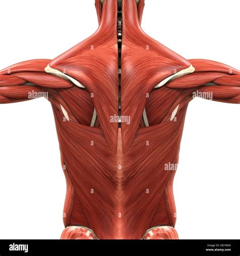 Lower Back Muscle Diagram