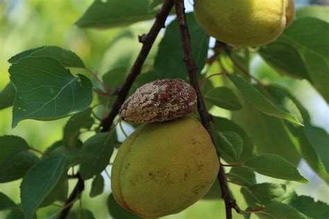 Brunatna Zgnilizna Drzew Pestkowych Jak Z Ni Walczy