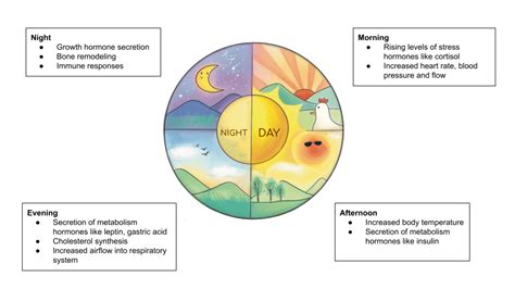 Leveraging Circadian Rhythm for Medical Advancement