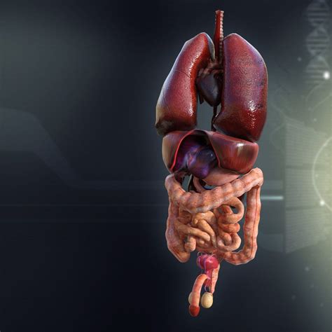 Male Internal Organs 3D Model $189 - .3ds .c4d .fbx .lwo .lxo .max .ma .obj .stl - Free3D