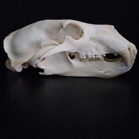 Polar Bear skull – SkullsandSkinsForSale