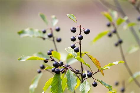 Alder buckthorn Stock Photos, Royalty Free Alder buckthorn Images | Depositphotos®