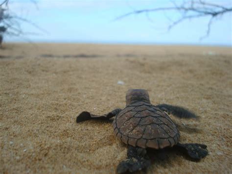 Hawksbill Turtle - Turtle Time, Inc.