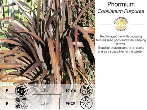 Phormium Cookianum Purpurea