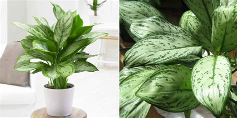 Chinese Evergreen Plant How To Care And Grow The Aglaonema Plants