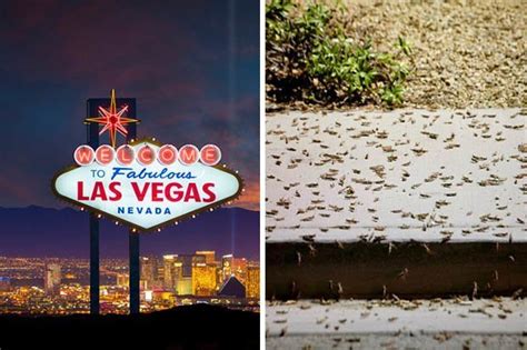 ‘biblical’ Grasshopper Plague Invades Sin City Las Vegas In Video Daily Star