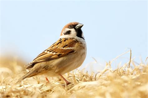 Anne Arundel Bird Club – Maryland Ornithological Society