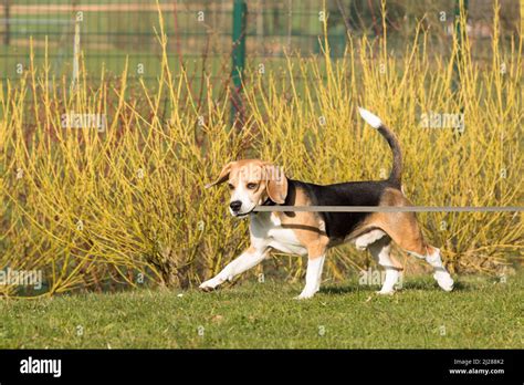 cute beagle dog pulling  leash  teeth   garden   sunny