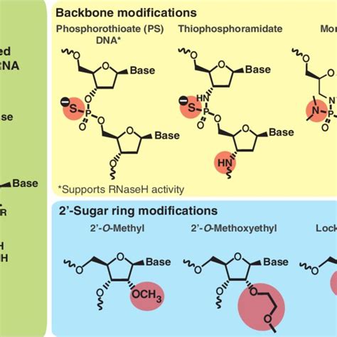 Antisense Oligonucleotide Aso Mechanisms Of Action Asos Have Been