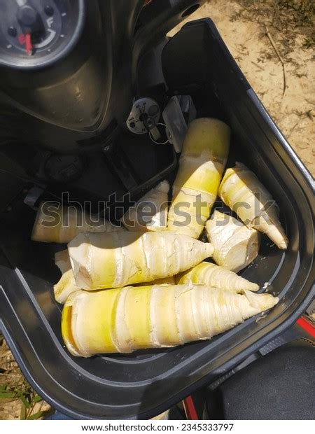 pokok buluh  images pictures shutterstock