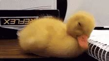 Ducks Baby GIF - Ducks Baby Duckling - Discover & Share GIFs