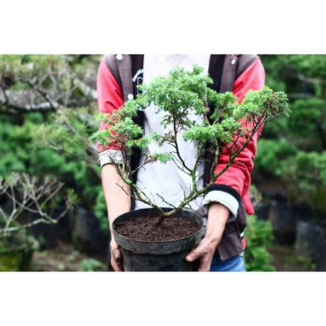 Jual Bahan Bonsai Bagus Cemara Rigida Duri Shopee Indonesia