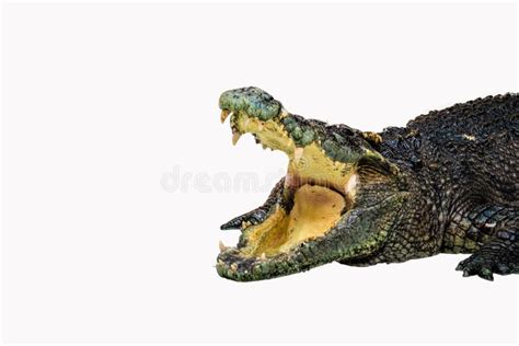 Crocodile isolated stock photo. Image of crocodylus - 151841514