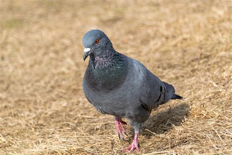 Pigeon Bird Dove Free Photo On Pixabay Pixabay