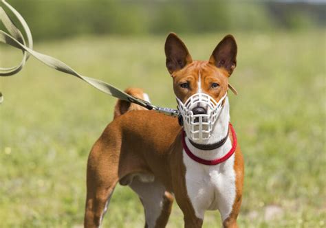 Warum Ein Maulkorb Wichtig Ist Tierhotel Und Hundeschule Jens Van Yperen