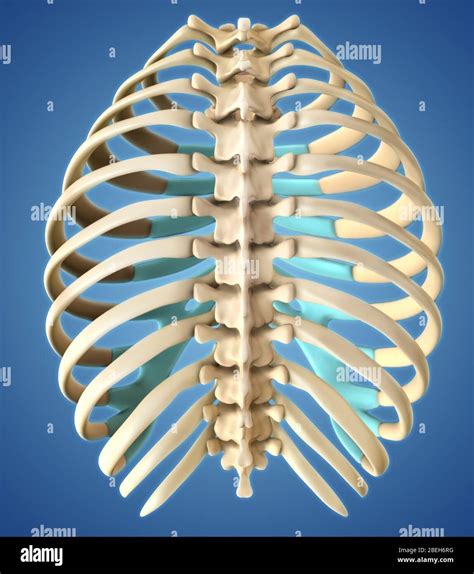 Ribs Anatomy