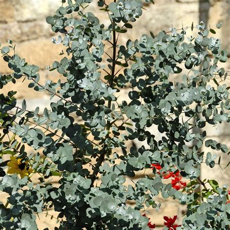 Eukalyptus Azura Winterhart G Nstig Online Kaufen Gartengarten Pf