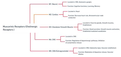 Cholinergic Receptors Muscarinic And Nicotinic And Their Distribution