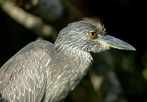 Yellow Crowned Night Heron Juvenile Juvenile Yellow Crowne Flickr