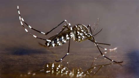 Dangerous mosquito species spotted in South El Monte - ABC7 Los Angeles