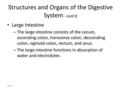 Ppt Chapter 23 Digestive System Powerpoint Presentation Free