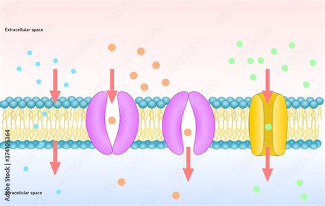 Passive Transport Of Membrane Simple And Facilitated Diffusion