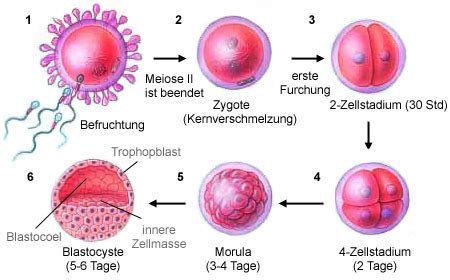 Mcat Biology Chapter Embryogenesis And Development Flashcards Quizlet