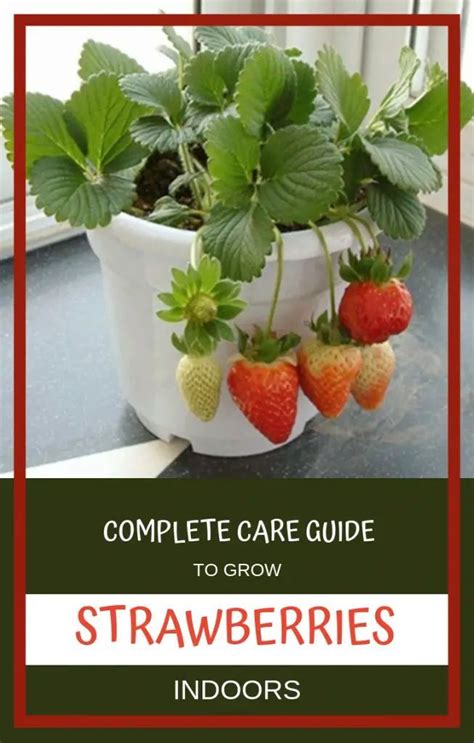 Complete Care Guide To Grow Strawberries Indoors Artofit